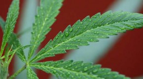 Marijuana remains prohibited under the NFL substance abuse program